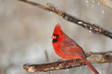 A male northern cardinal perched on an icy branch 
