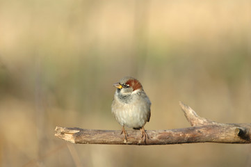 A cute male house sparrow perching on a broken branch 