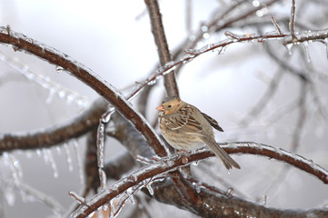 A female sparrow huddles in her feathers to keep warm 