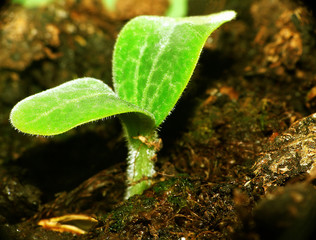 K&uuml;rbispflanze_klein