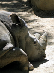 rhinoceros