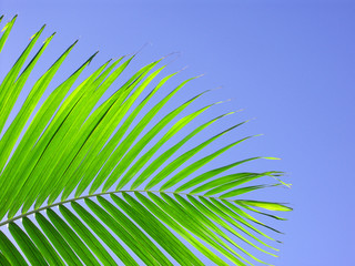 palme verte