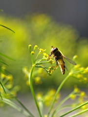 Bee collecting honey on a dill, close-up