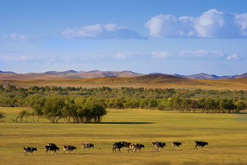 Fototapeta na wymiar An autumn grassland view at Inner Mongolia with cows in row.