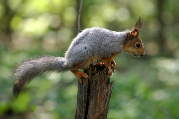 Squirrel which lives in city park