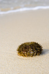 Sea Urchin on the beach