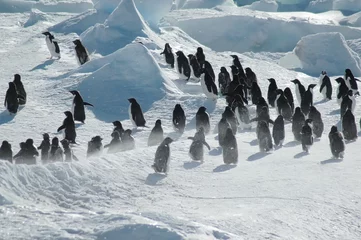 Fototapete Rund Pinguingruppe © staphy