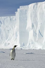 Foto auf Acrylglas Antarktis Pinguin mit Eisberg in der Antarktis