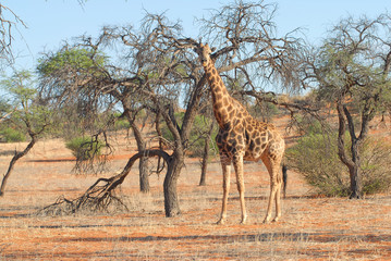 girafe
