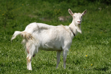 Obraz premium Funny goat on green meadow