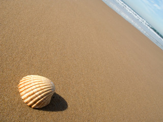 Fototapeta na wymiar Muszla na mokrym piasku. Abstrakcyjny charakter tła