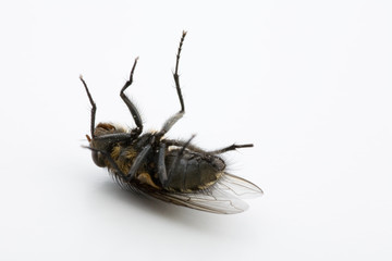 Parasit - Tote Fliege mit Beinen nach oben