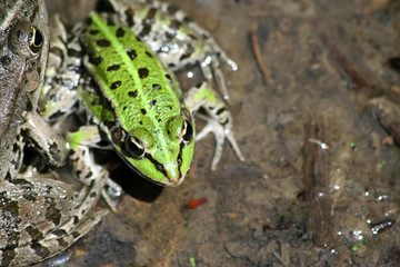 Frog