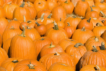 Group of pumpkins at produce market.