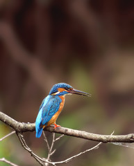 Halcyon ( Alcedo atthis )
