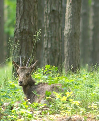 Ibex ( Ñapra ibex ). Russia, Voronezh preserve