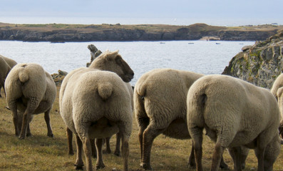 Obraz premium moutons île d'yeu