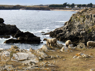 Fototapeta na wymiar owiec Ile d'Yeu