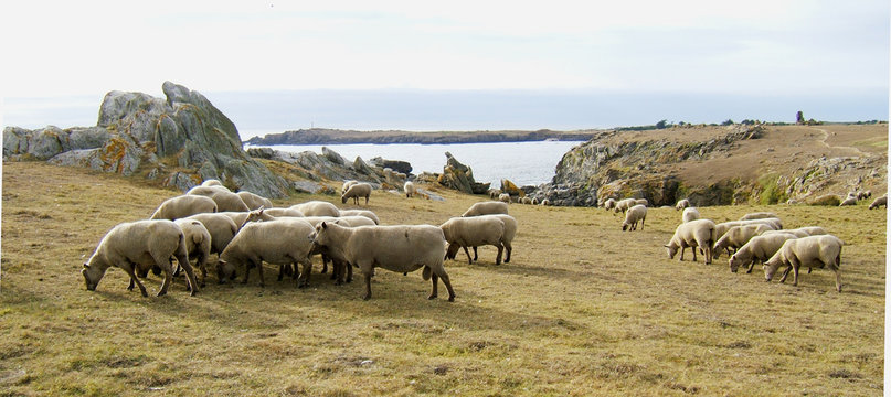 moutons île d'yeu