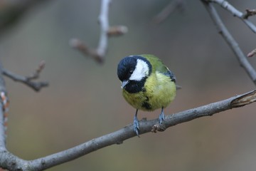 Titmouse bird on a branch (parus major)