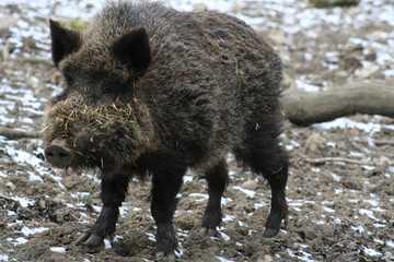 Wildschwein