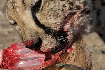 Gepard beim Essen der Beute (Kopf, Nahaufnahme) © Kydroon