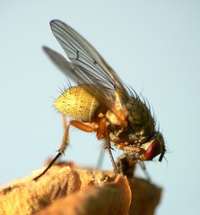 fly