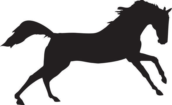 canter 6