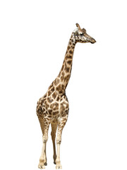 Obraz premium One giraffe isolated in full length, white background