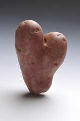 Pomme de terre