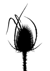 Prickle silhouette