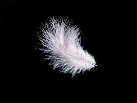 White feather on black
