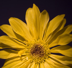 silhouetted yellow daisy