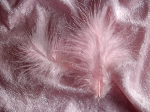 Two pink feathers on velvet