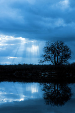 Lone Winter Tree and Sun's Rays Reflected in Wildlife Pond