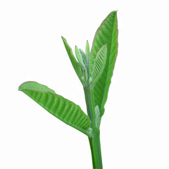 coeur d'arbre