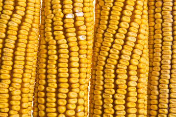 Yellow Corncob isolated on white