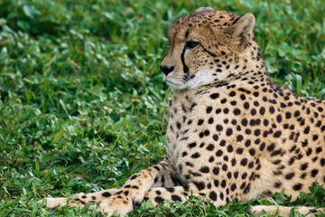 cheetah spying on his prey