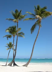 Abwaschbare Fototapete Karibik Palmeras en Playa Bávaro. Punta Cana. Republica Dominicana