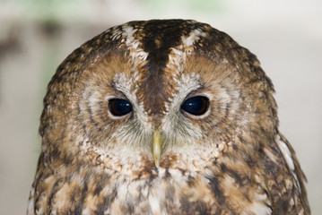 Tawny Owl