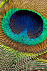 Peacock Feather Detail
