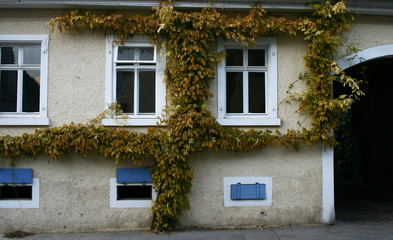 Hauswand mit Efeu