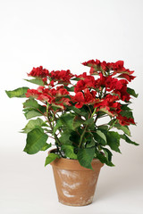 Poinsetta