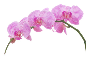 Fototapeta na wymiar Orchid on a white background