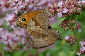 accouplement papillon