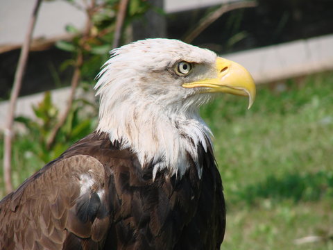 pigargo americano