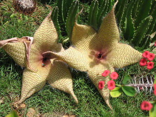 Aasblume (Stapelia)