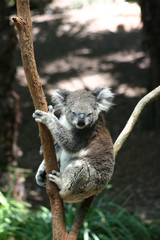 sleeping koala