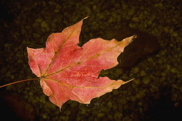autumn leaf on water
