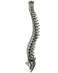 Human posterior oblique spine